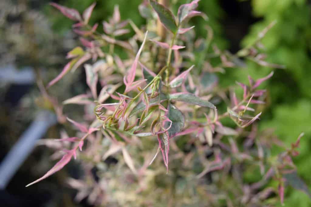 Jasminum officinale 'Argenteovariegatum' <span class="hidden specialOffer"></span> 60-80 cm